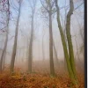 SHOWDOWN Autumn Mist Textielen Wanddecoratie Multikleur Aluminium
