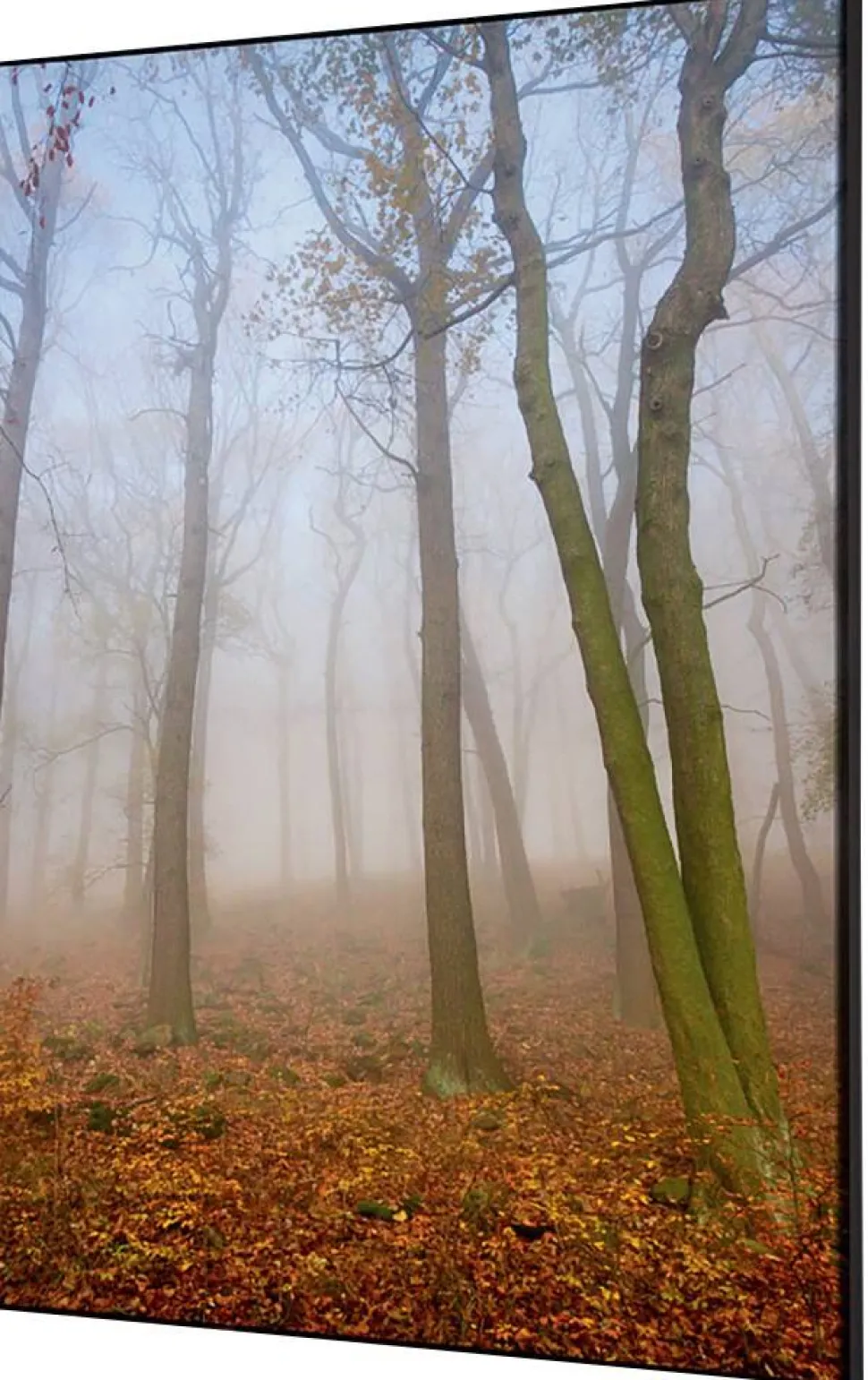 SHOWDOWN Autumn Mist Textielen Wanddecoratie Multikleur Aluminium