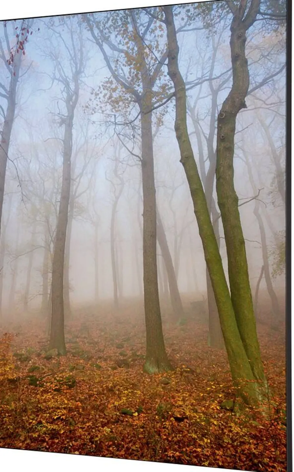 SHOWDOWN Autumn Mist Textielen Wanddecoratie Multikleur Aluminium