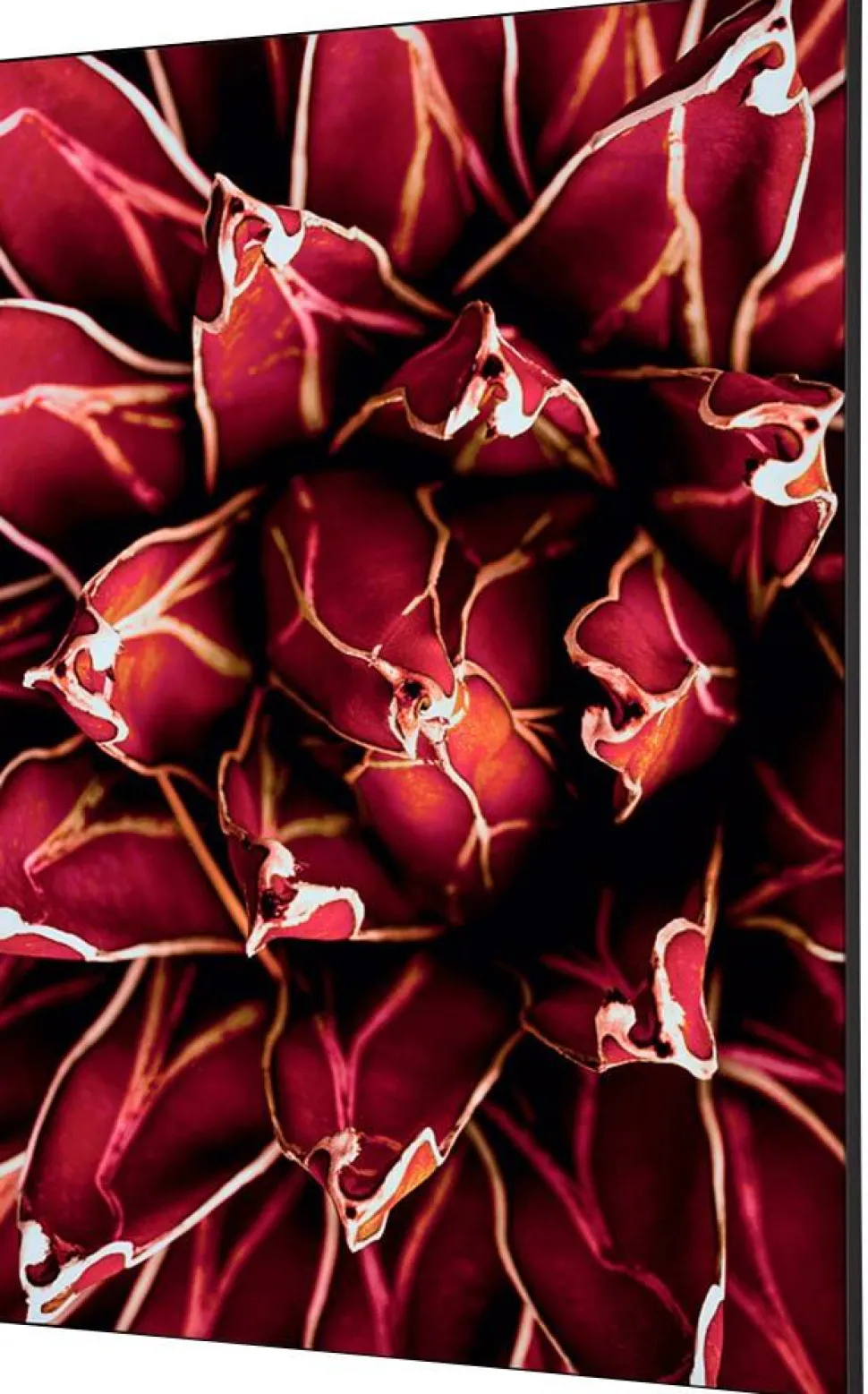 SHOWDOWN Cactus Textielen Wanddecoratie Multikleur Aluminium