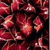 SHOWDOWN Cactus Textielen Wanddecoratie Multikleur Aluminium