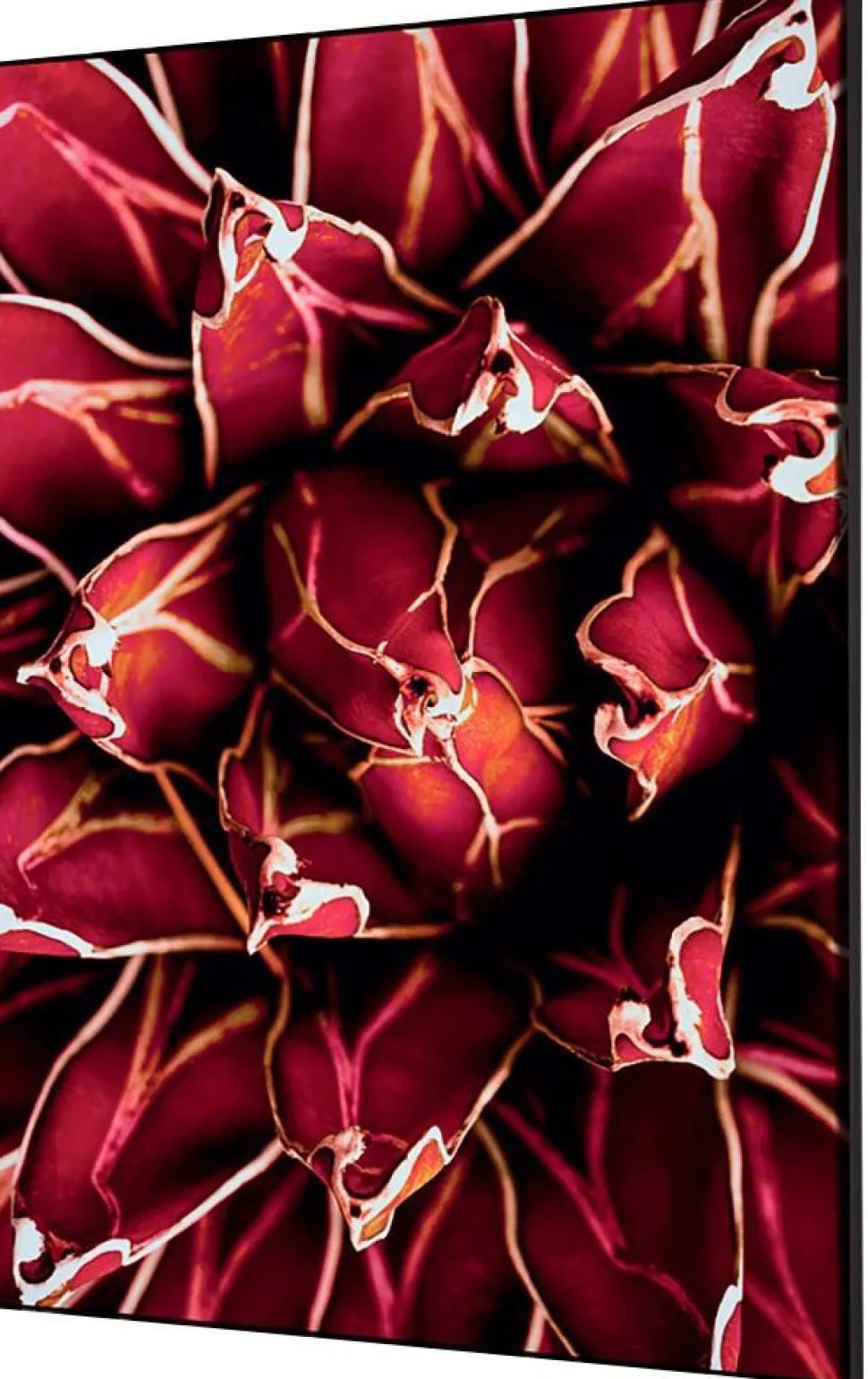 SHOWDOWN Cactus Textielen Wanddecoratie Multikleur Aluminium