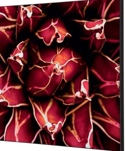 SHOWDOWN Cactus Textielen Wanddecoratie Multikleur Aluminium