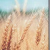 SHOWDOWN Grain Field Textielen Wanddecoratie Multikleur Aluminium