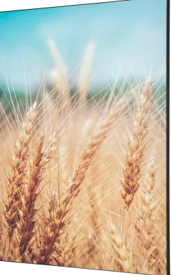 SHOWDOWN Grain Field Textielen Wanddecoratie Multikleur Aluminium