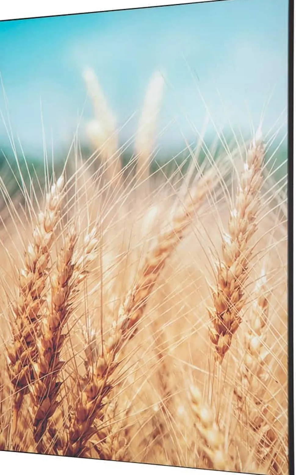 SHOWDOWN Grain Field Textielen Wanddecoratie Multikleur Aluminium