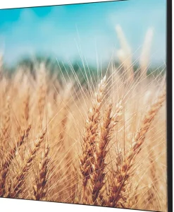 SHOWDOWN Grain Field Textielen Wanddecoratie Multikleur Aluminium