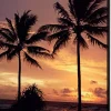 SHOWDOWN Palmtrees Sunset Textielen Wanddecoratie Multikleur Aluminium