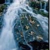SHOWDOWN Waterspring Forest Textielen Wanddecoratie Multikleur Aluminium